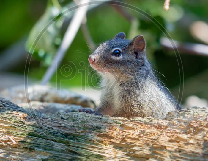 Close-Up On Père David'S Rock Squirrel Sitting On The Wooden Branch.