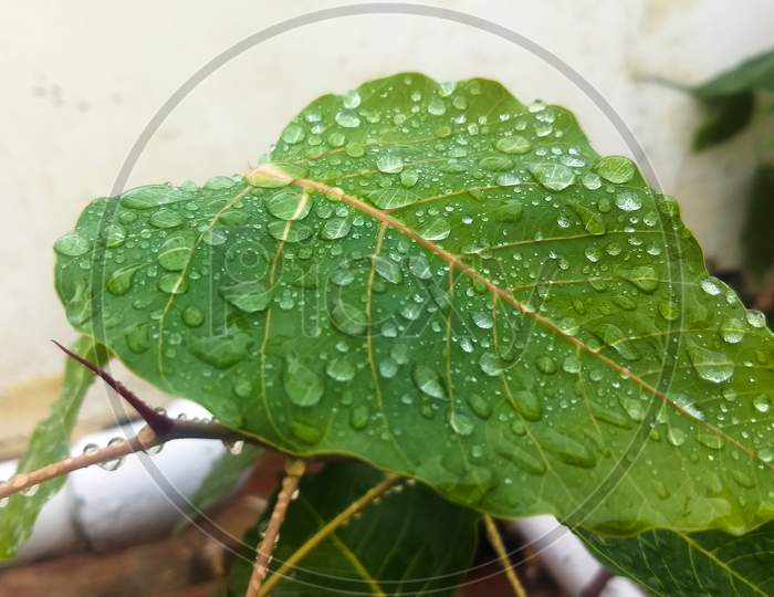 Sacred Fig leaf and rain drops.