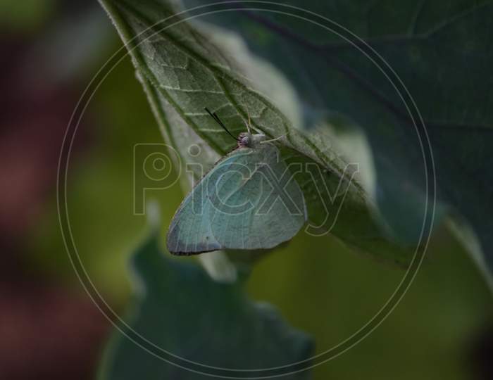 Green Butterfly Hanging Under A Eggplant Leaf