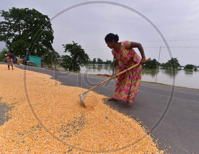 A Woman Dries Maize On A Road  At  Flood Affected  Mayong Village In Morigaon District, In The Northeastern State Of Assam  On June 29,2020