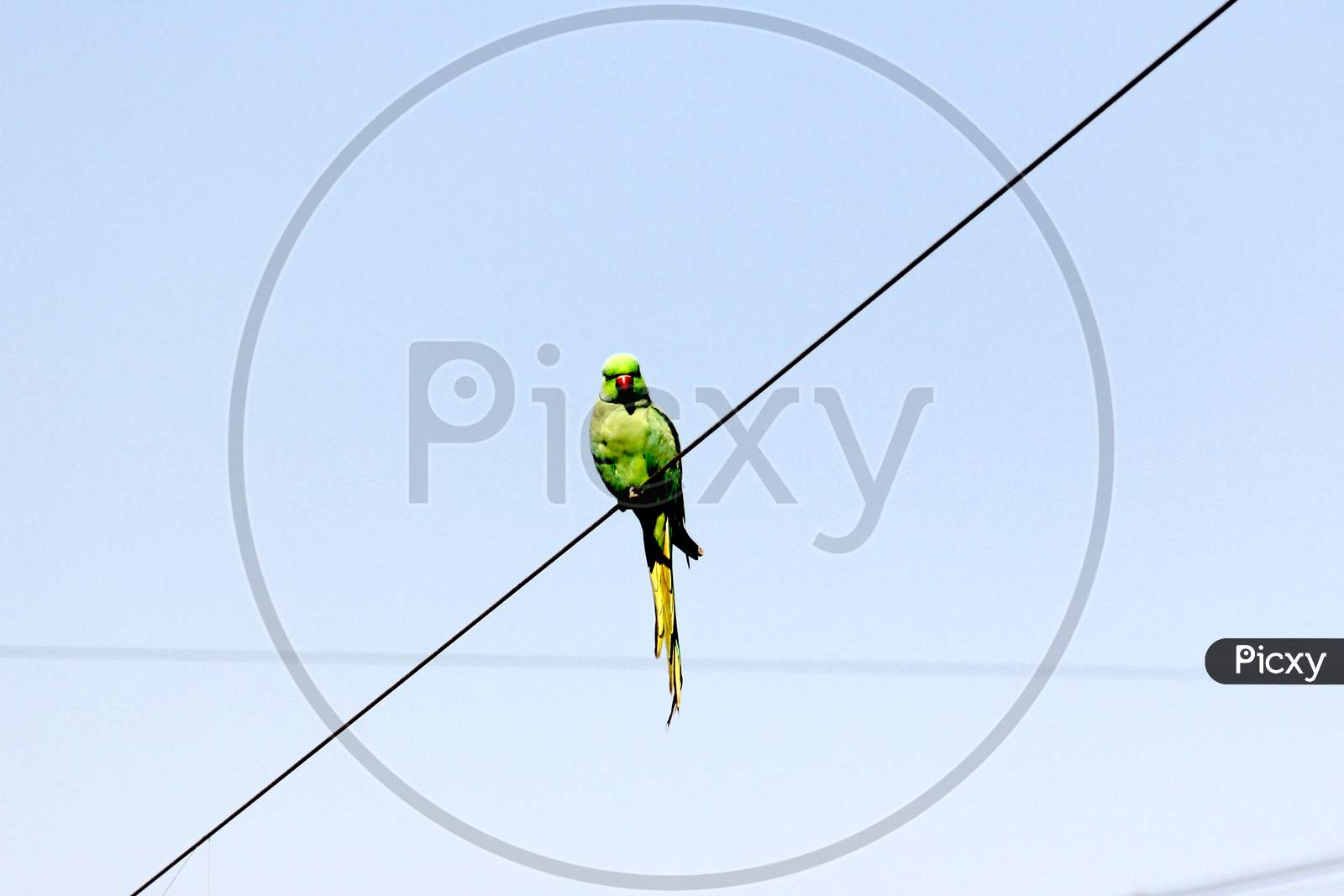 Selective Focus Shot Of A Green Parrot With A Red Beak Sitting On A Wire