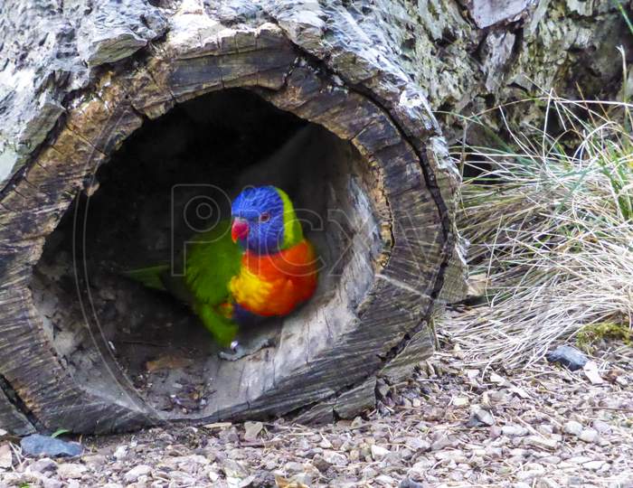 A Parrot Looks Out Of A Hollow Tree.