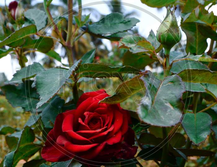 Double Red rose