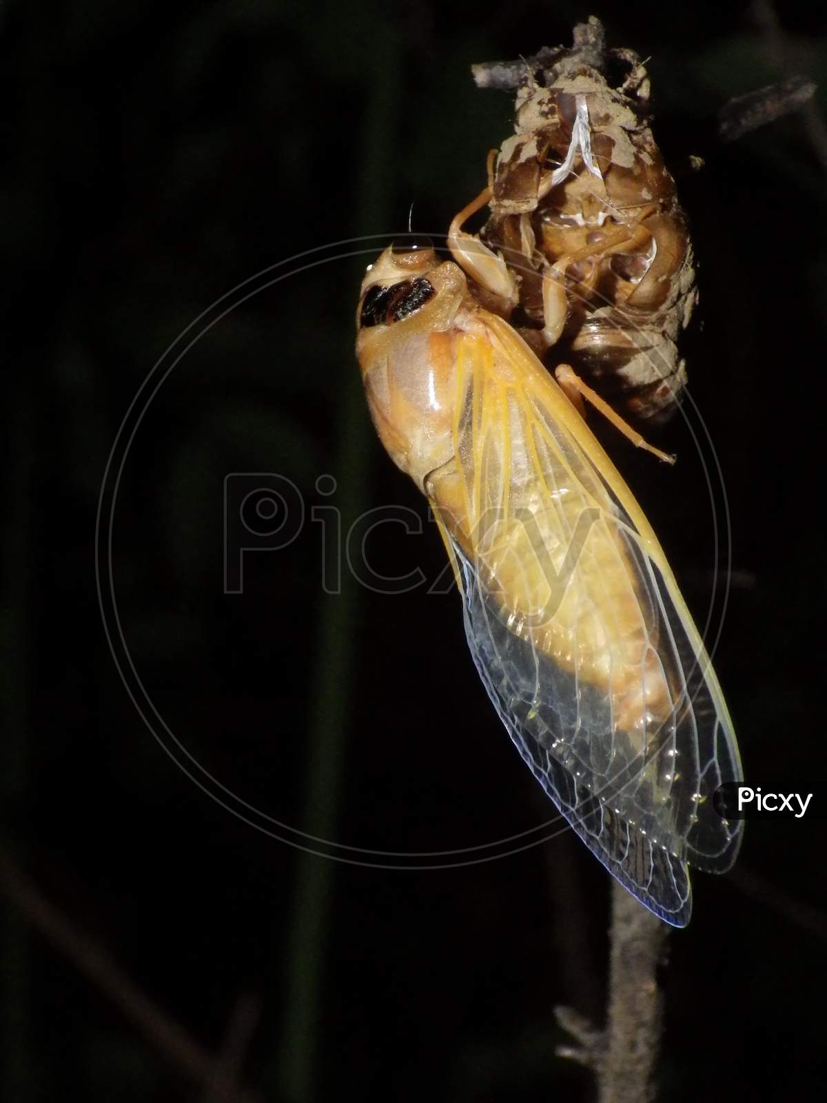cicada, cicala，蟬