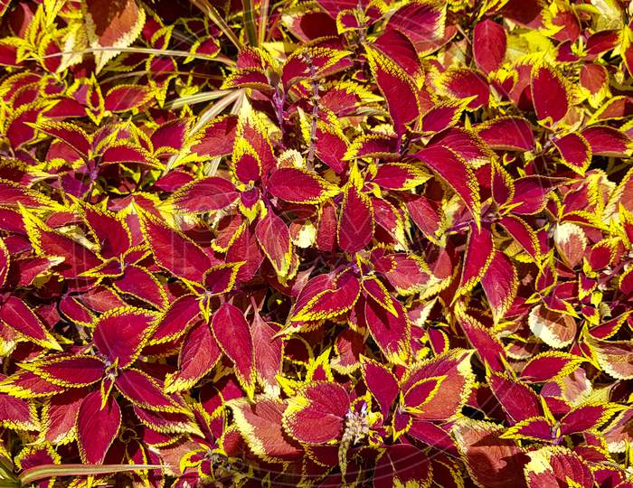 Shrub Of Red And Yellow Leaves.