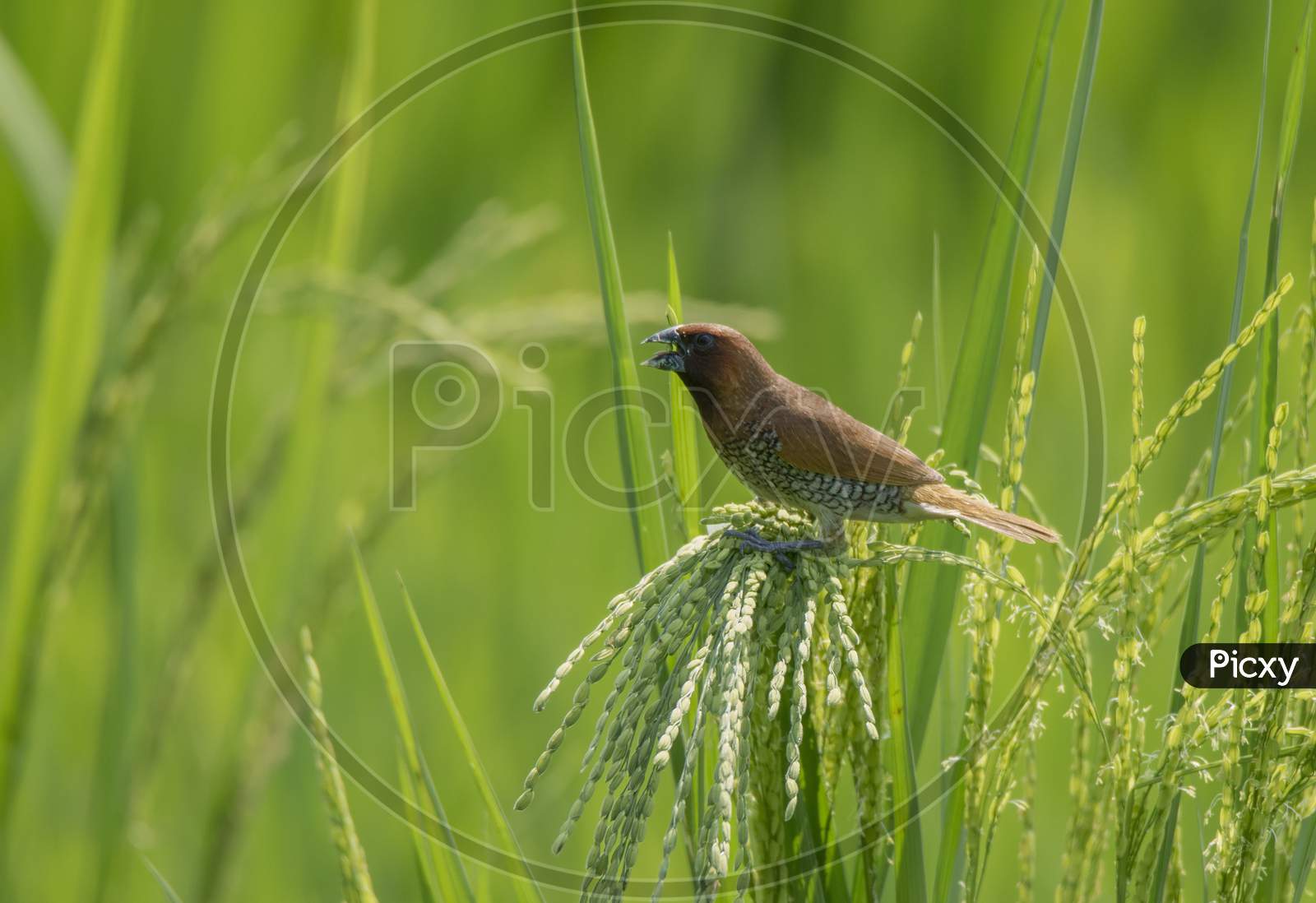 A Small Wild Bird On The The Paddy Tree .