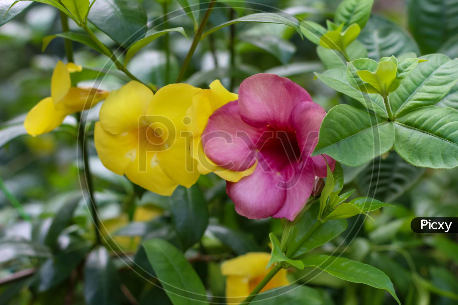 Yellow And Purple Flower On Plant With Green Leaves