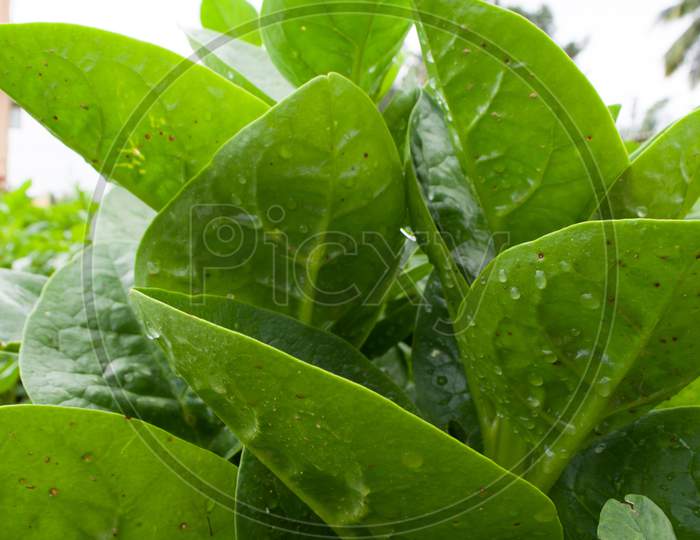 Indian Spinach leafy vegetable