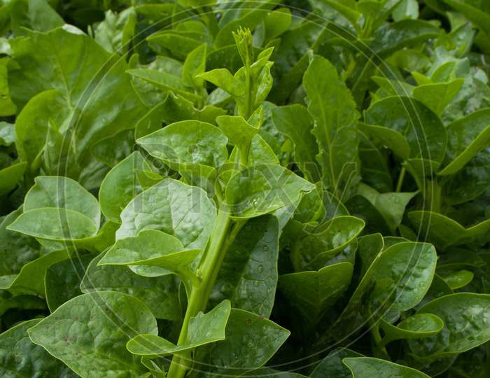 Indian Spinach leafy