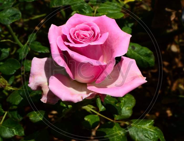 A single Pink rose