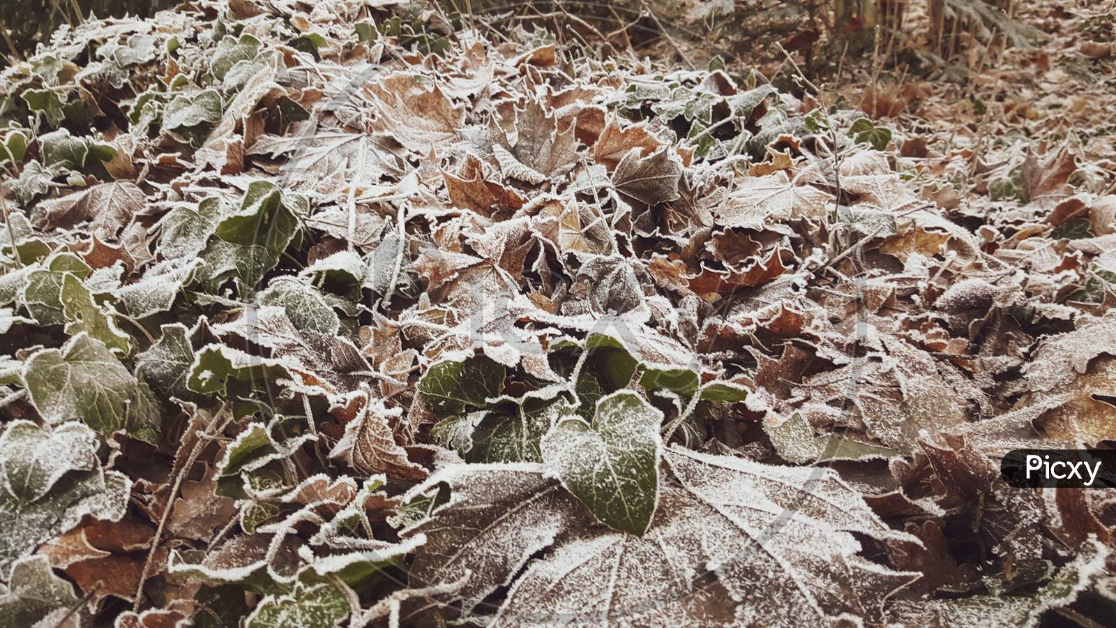 The First Frost Covered The Forest Leaves With Frost.