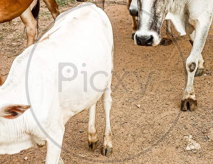 Indian cattle, cows standing on road