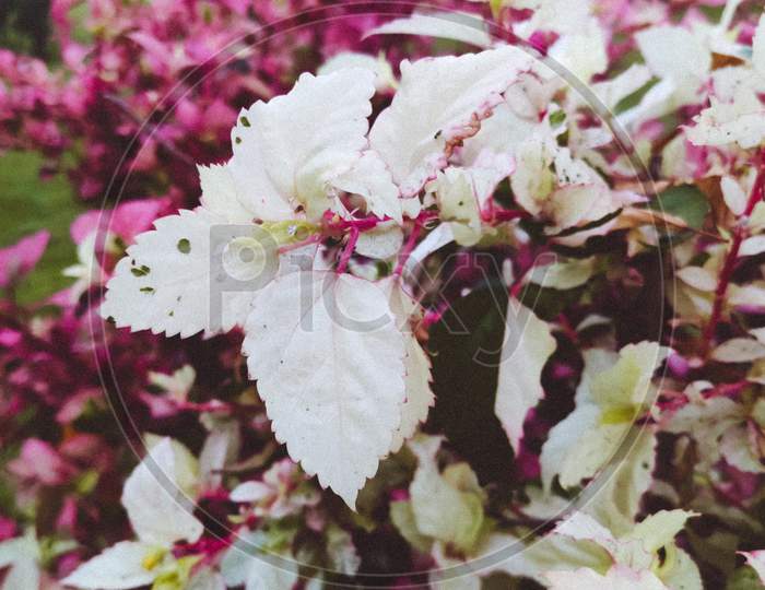 A beautiful colour combination of pink and off white, flower and leaves
