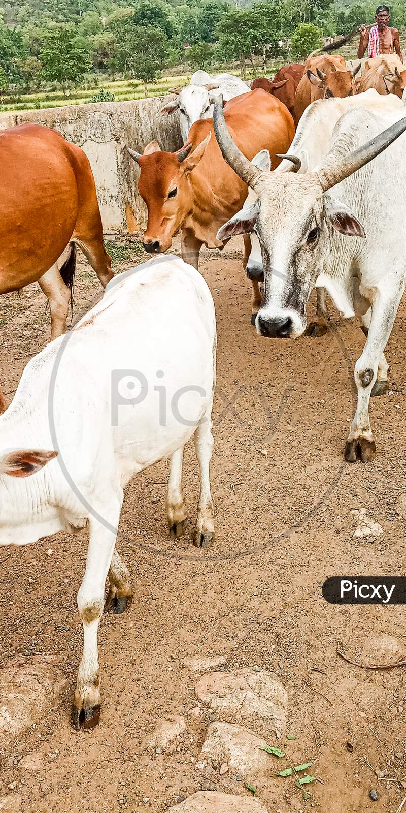 Indian cattle, cows standing on road