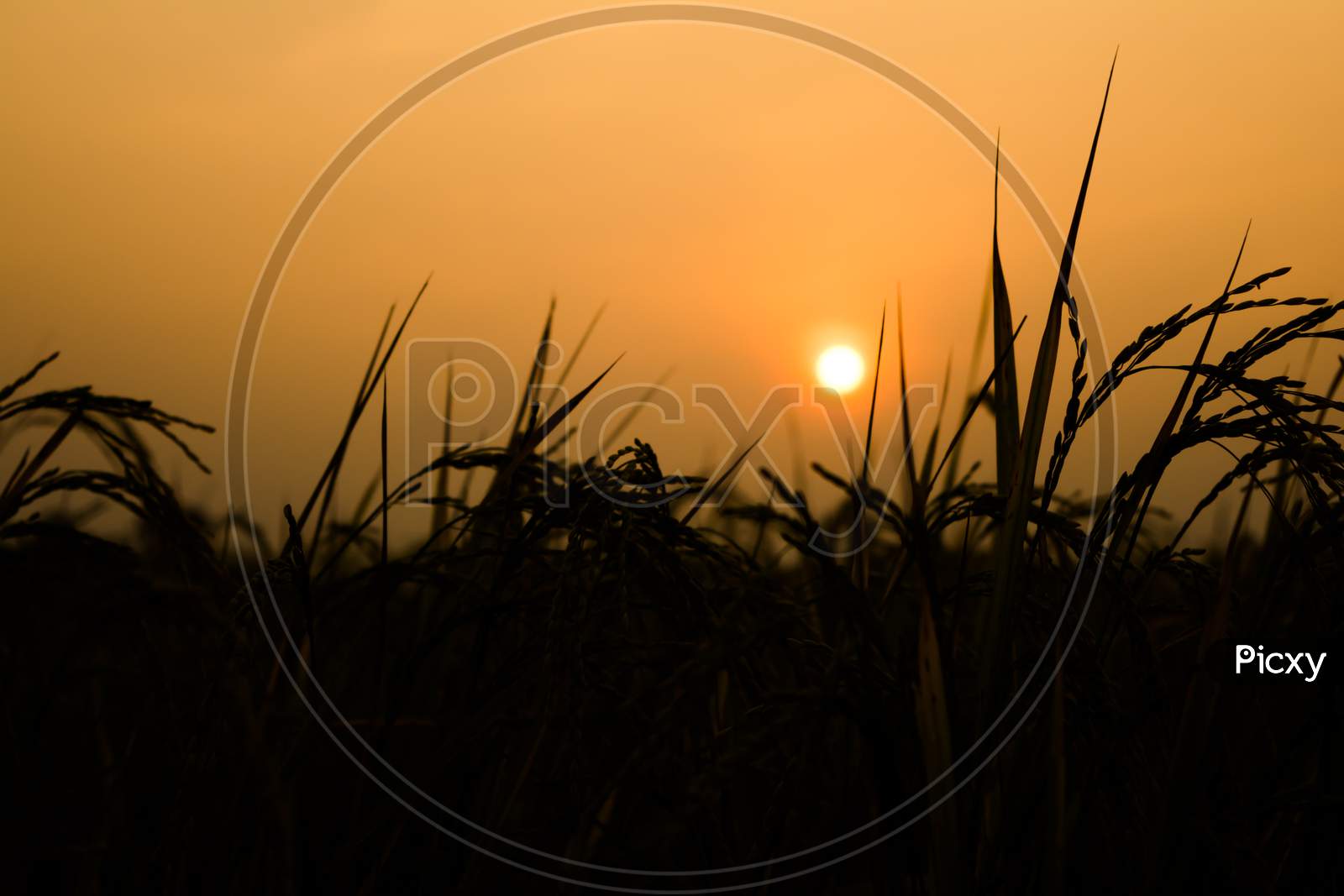 Rural landscape with a field of wheat and sunrise with a cloudy sky background. Landscape.
