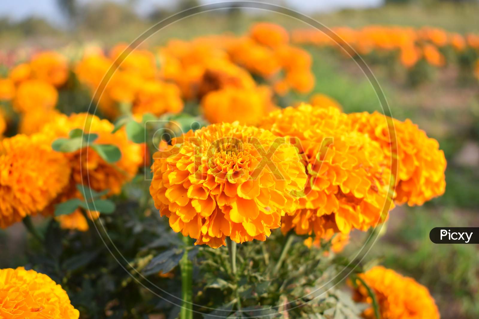 Marigold flowers are blooming in the cultivation field