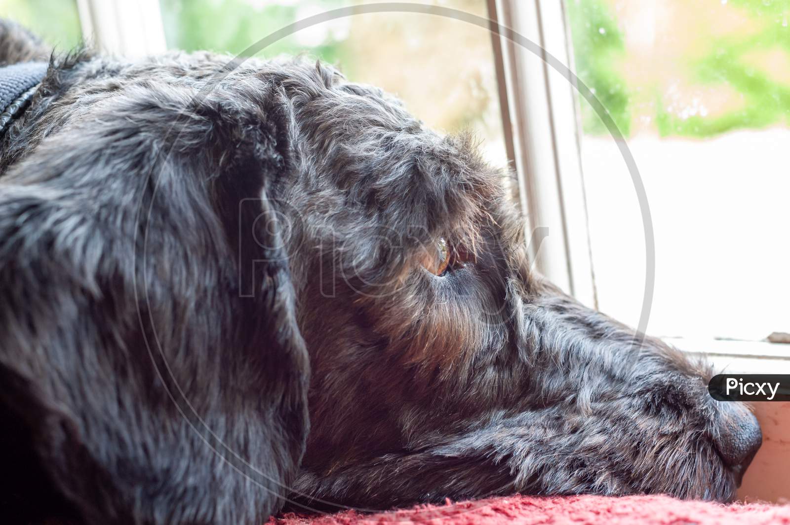 Close Up Of Head Of Labradoodle Looking Out Of A Window. Focus On Eye, Background Blurry