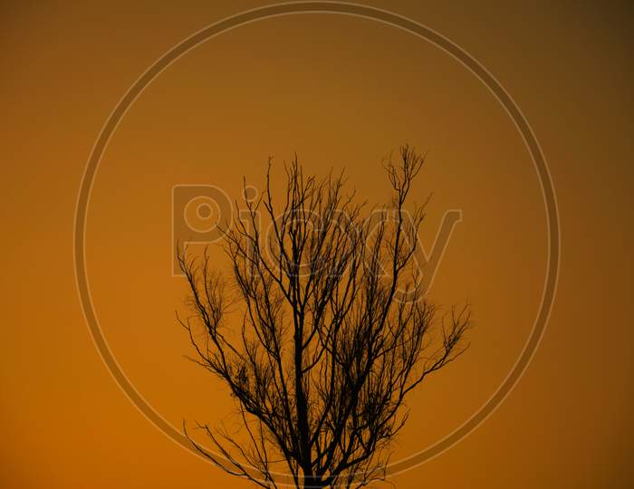 Dry Tree and Dry branch, Sunset in the Evening