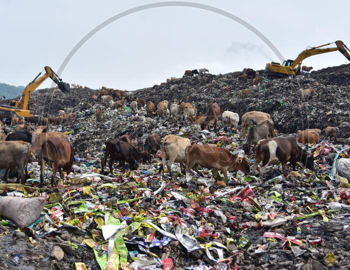 Cows Stand On A Garbage Dump Near Deepor Beel Wildlife Sanctuary On The Outskirts Of Guwahati Ahead Of The  World Environment Day On June 4,2020.