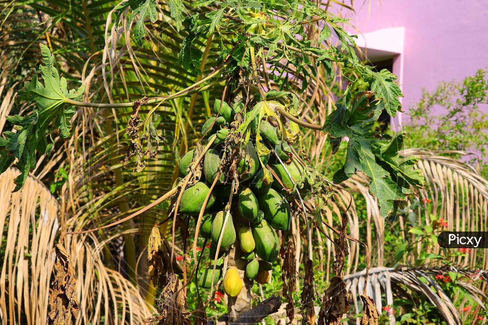 Organic Unripe Papaya Fruit On The Tree