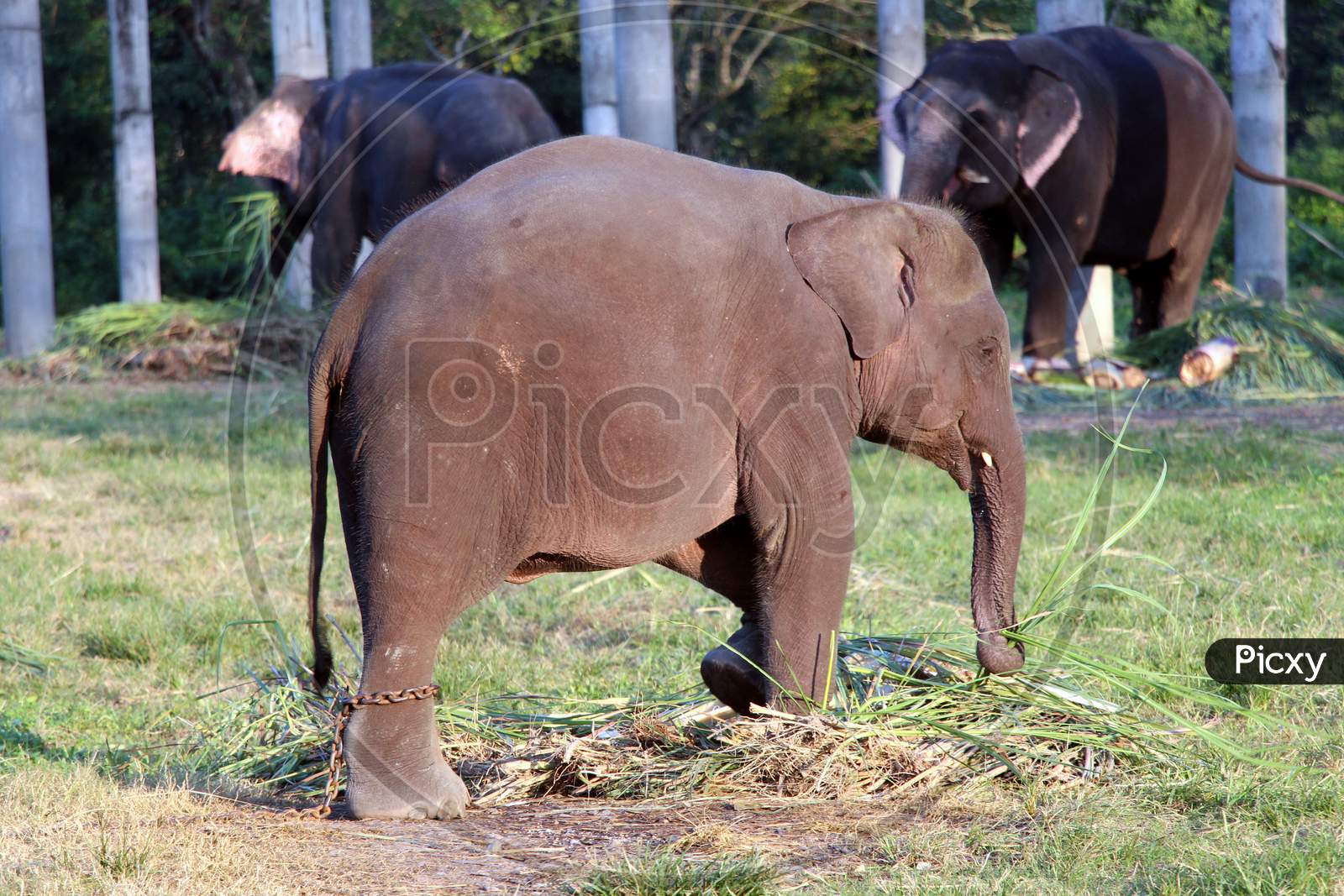 Elephants eating grass in a Zoo