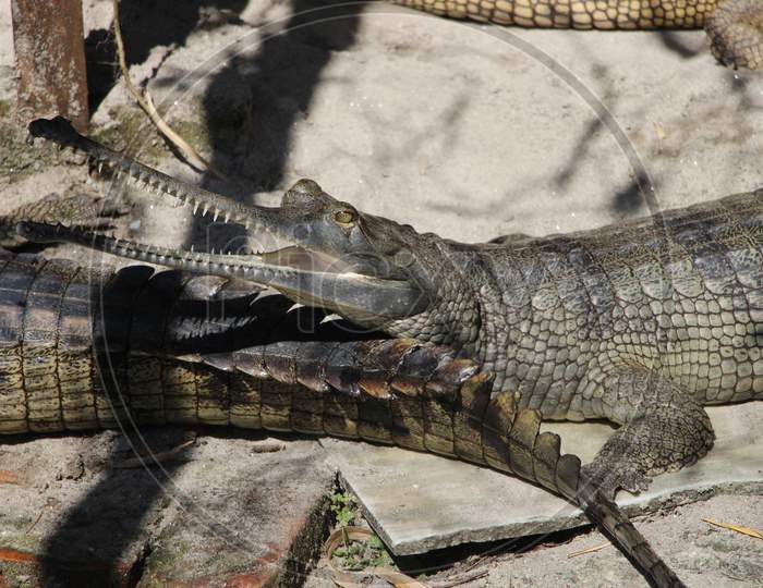 Crocodile (Alligator). Detail of crocodile body looking beautiful. V-shaped crocodile jaw in a zoo of Bhutan.  Gharial (Gavialis gangeticus). Bhutan Crocodile park.
