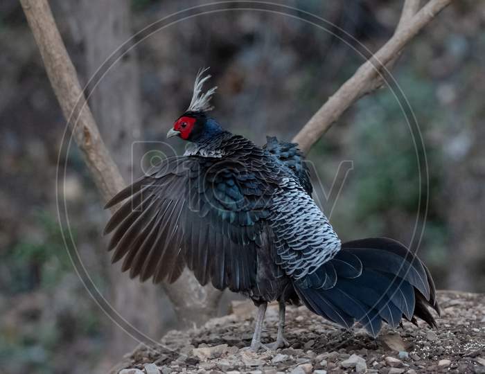 Khaleej Pheasant (Lophura leucomelanos)  Bird in Sattal