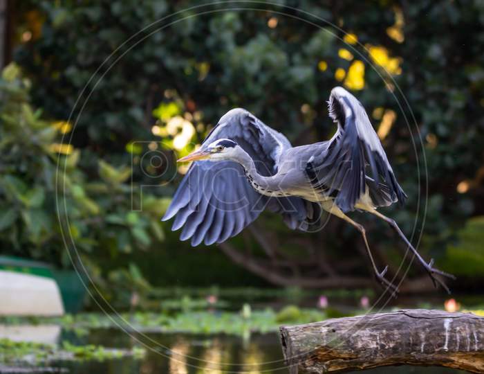 Grey Heron Bird Taking Flight