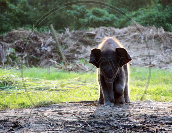 An Elephant Calf walking in a Zoo