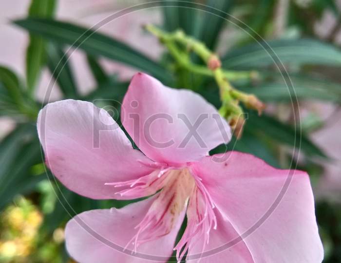 Pink flower bloom