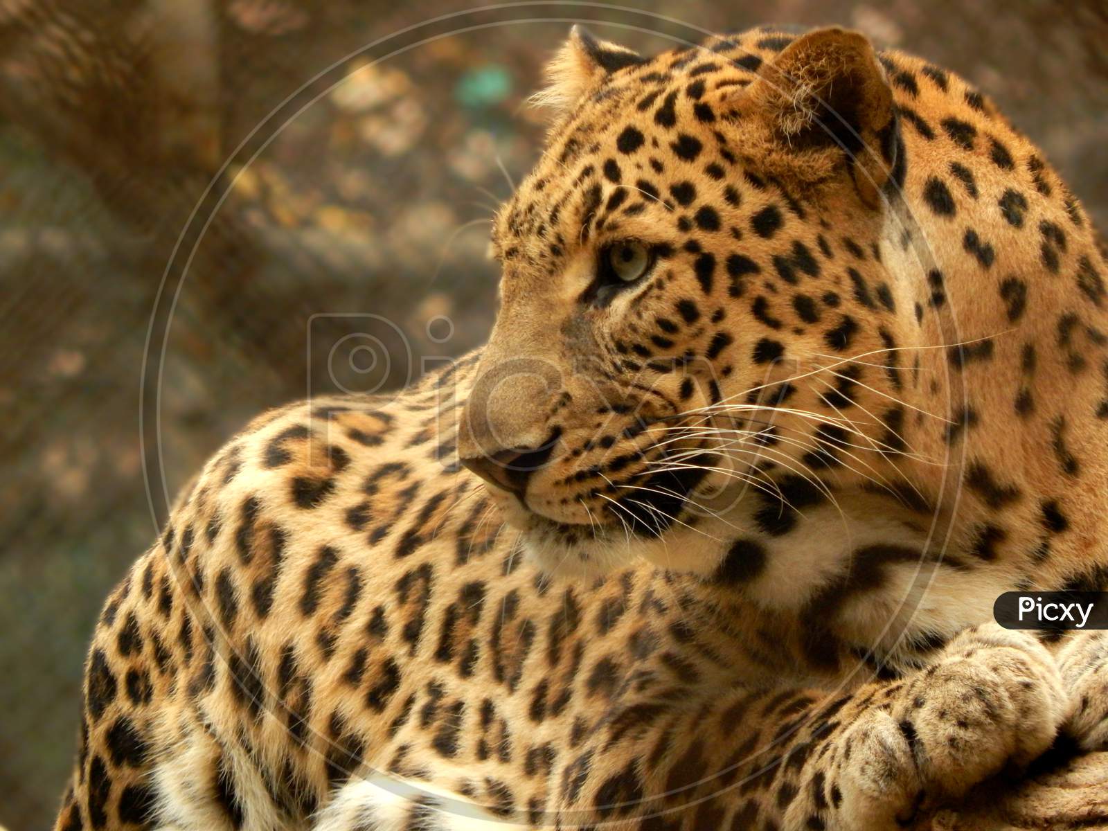 Portrait Of Indian Leopard (Panthera Pardus) One Of The Extant Species In The Genus Panthera Member Of The Felidae. Big Wild Spotted Cat.