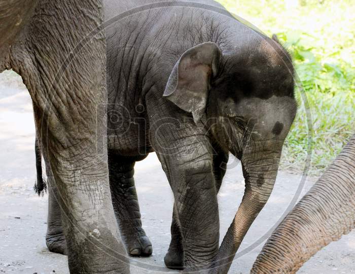 An Elephant Calf walking with Other Elephants