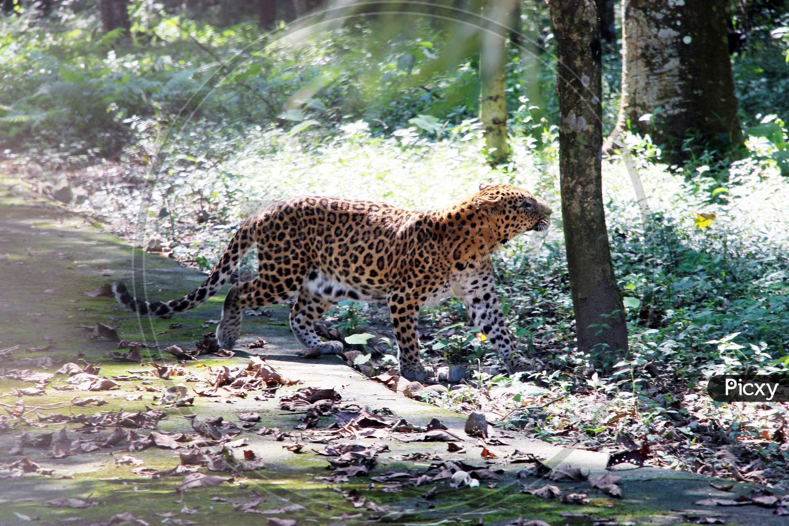 A Tiger in Nandankanan Zoological Park, Odisha, India