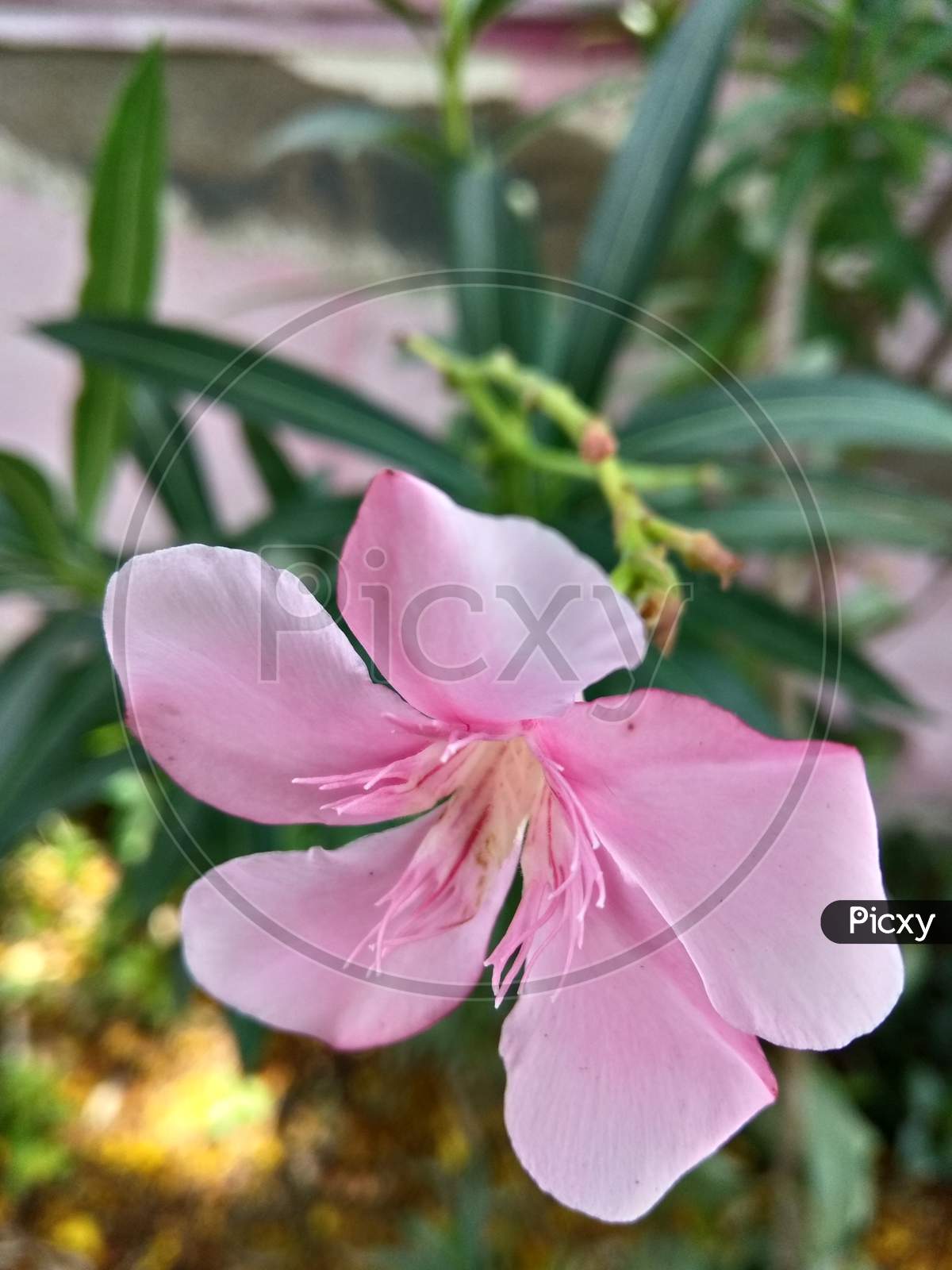 Pink flower bloom