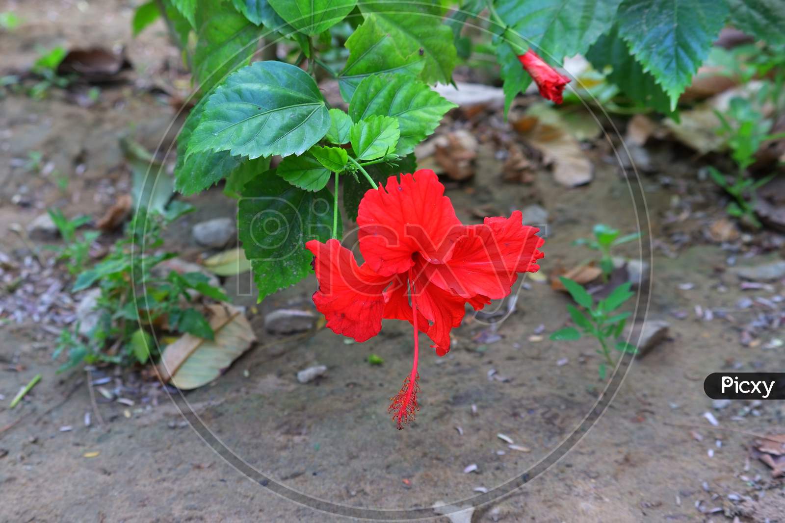 Red Flower And Hibiscus Tree In The Garden