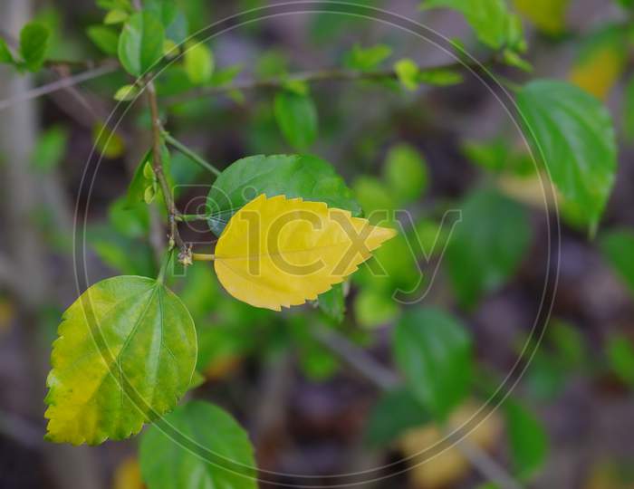 Yellow Autumn Leaf Of Hibiscus Flower