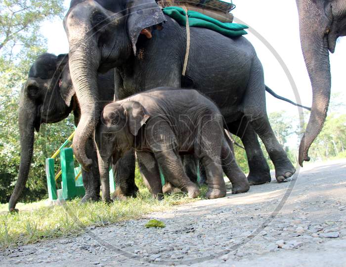 An Elephant Calf with Other Elephants