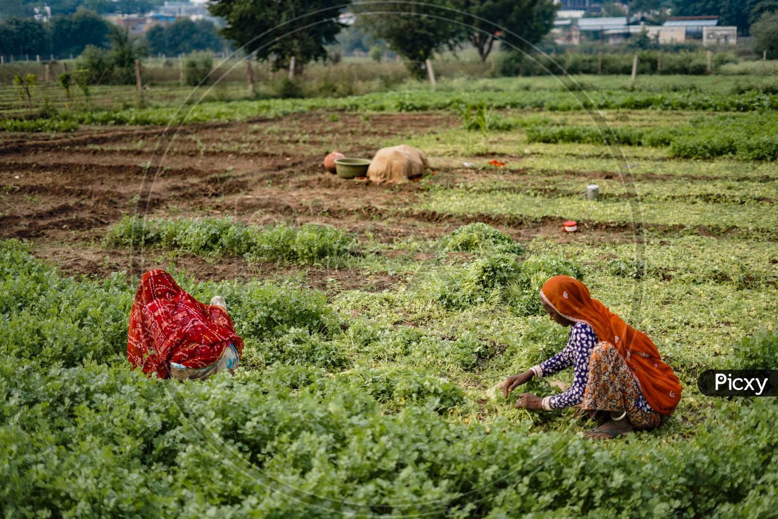 Pushkar, Rajasthan / India- June 5 2020 : Two Women Working In The Green Fields.