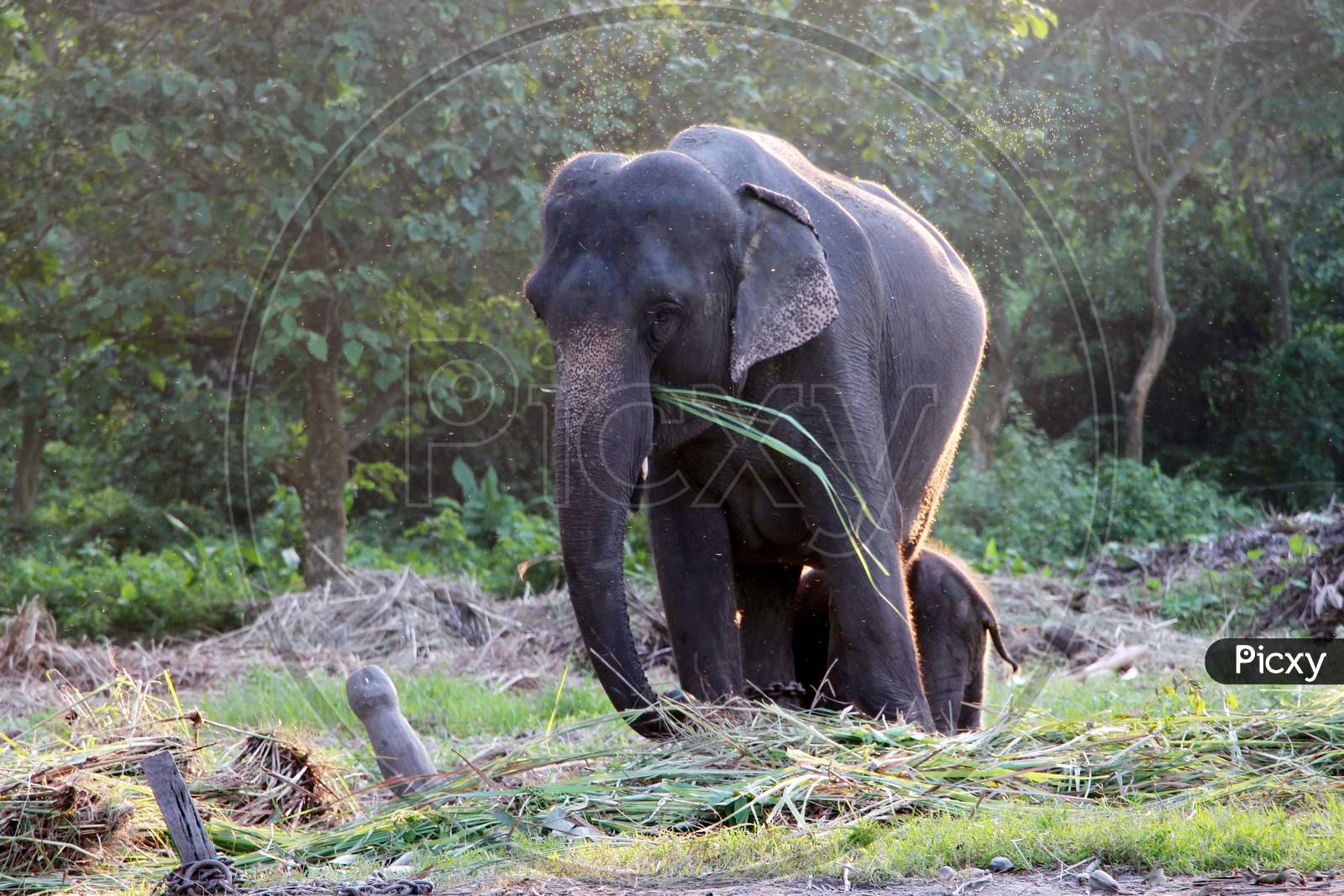 An Elephant eating Grass in a Zoo