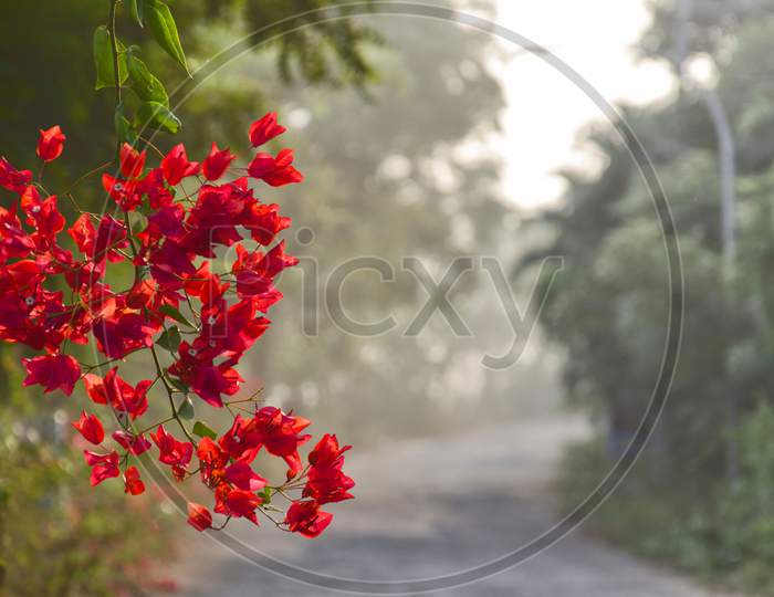 Bunches of red flower by the roadside.