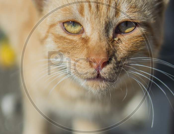 closeup shot of a beautiful orange cat