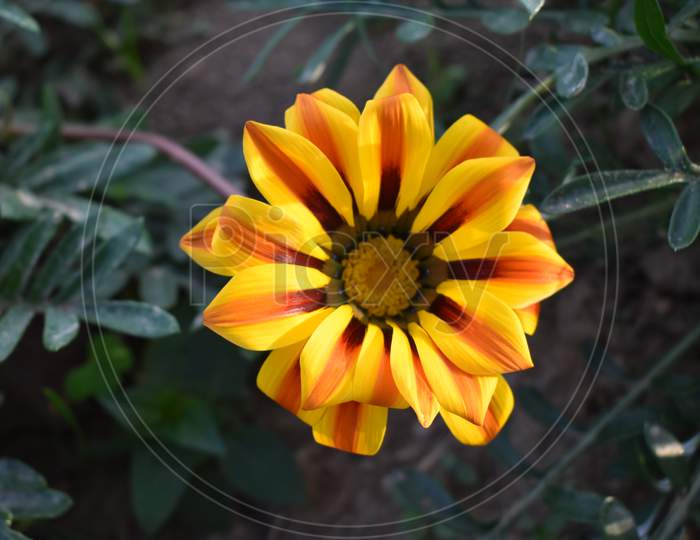 A beautiful yellow coloured flower