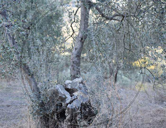 The autumn old olive tree silently looking Tuscany Italy