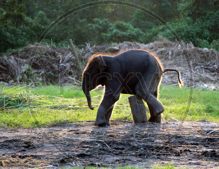 An Elephant Calf walking in a Zoo