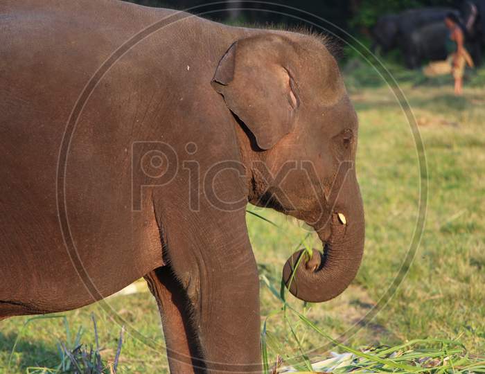 An Elephant eating grass in a Zoo