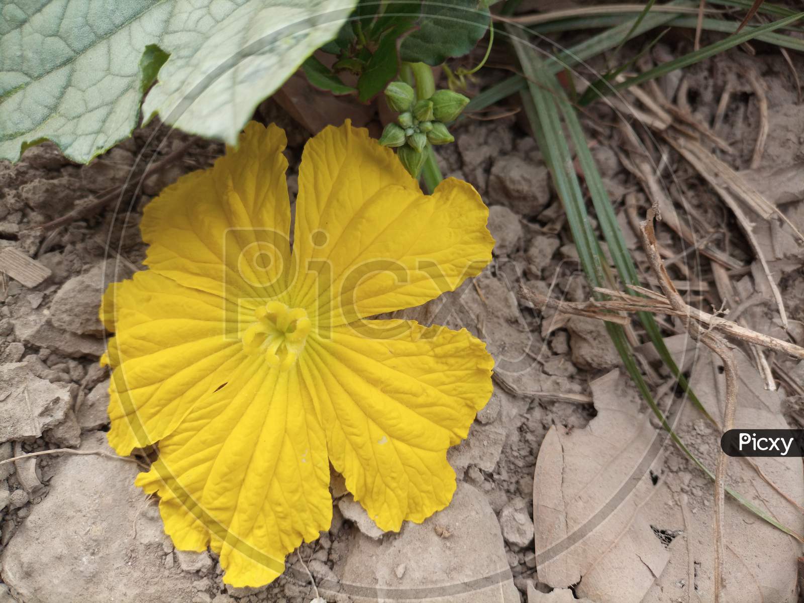 Unique Yellow Flower