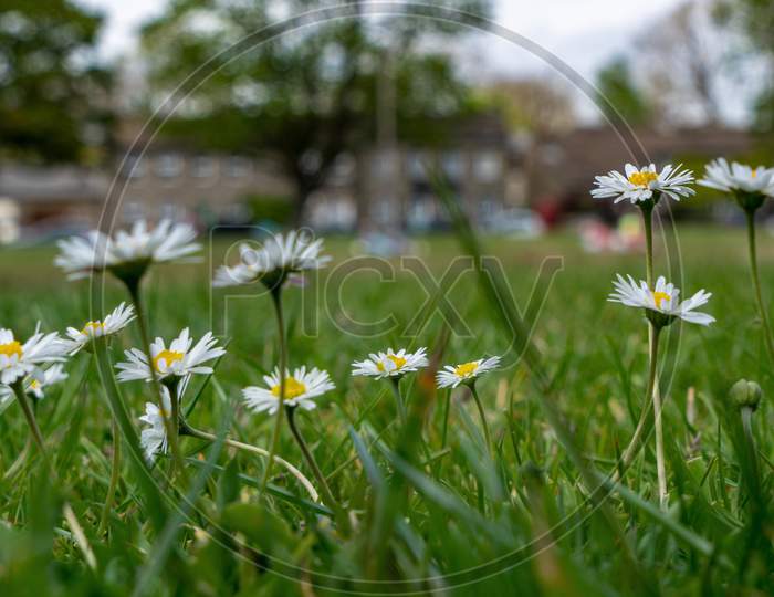 Low Down View Of The Common Daisy Or Bellis Perennis In The Village Of Burnsall, Yorkshire Dales,Uk