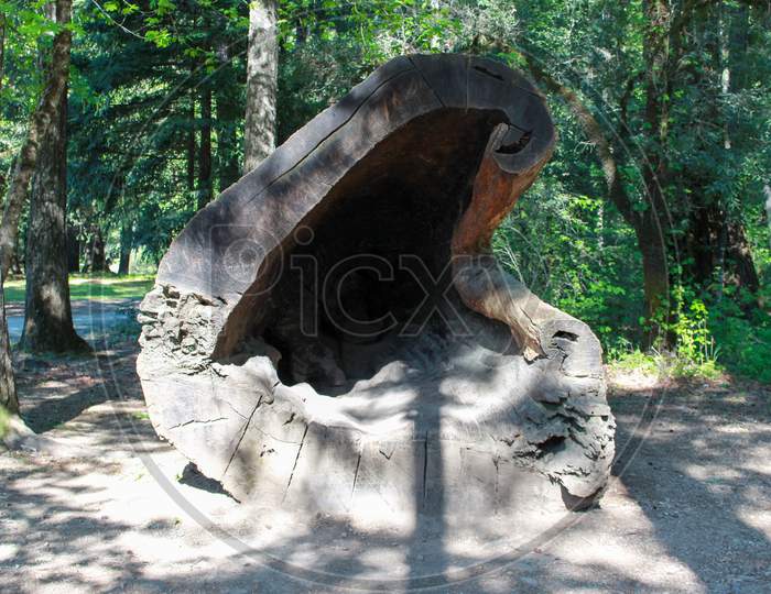 W Of A Fallen Redwood Tree With Big Hole Inside, Leggett, California