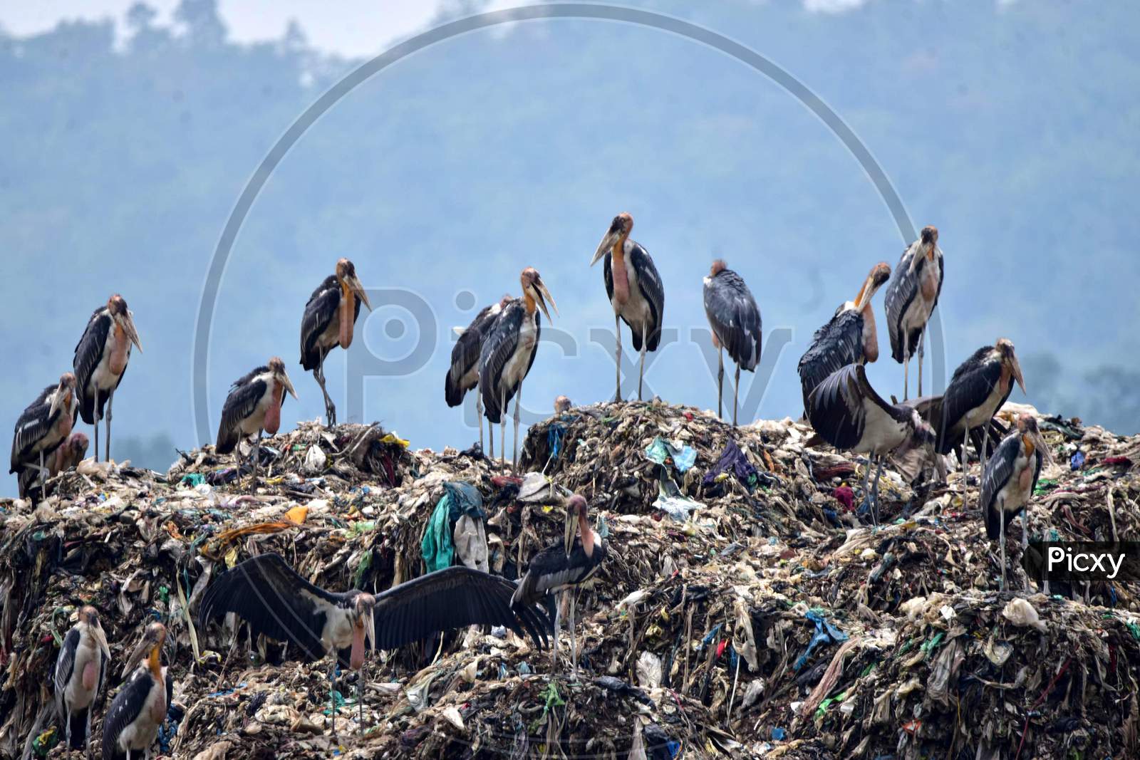 Great Adjutant Storks Stand At A Garbage Dump Near Deepor Beel Wildlife Sanctuary  Ahead Of The  World Environment Day On The Outskirts Of  Guwahati On June 4,2020
