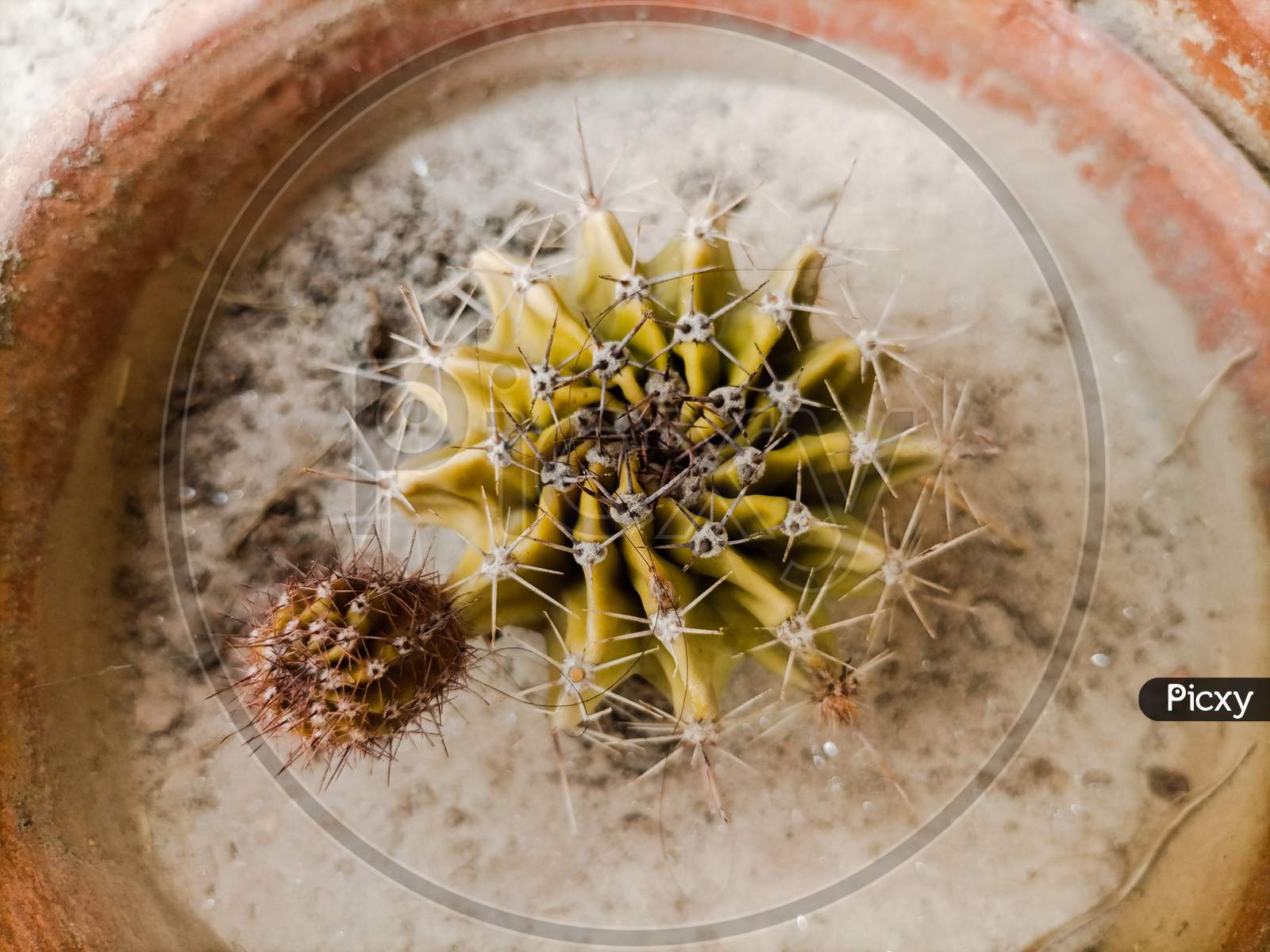 Unique Cactus